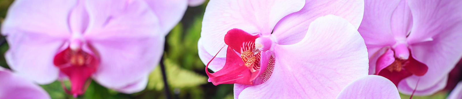 banner 10